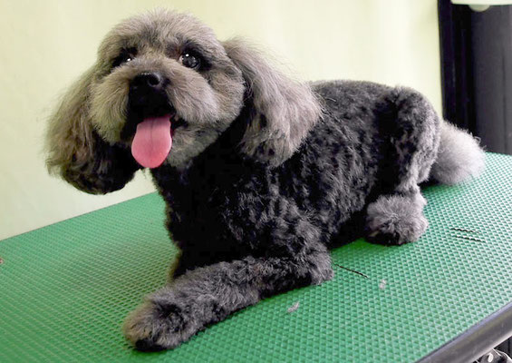 森崎ラブちゃん