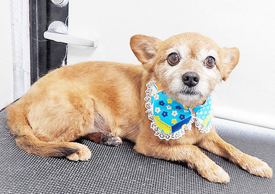 助村るうちゃん