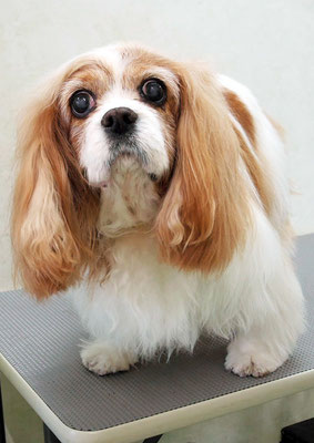 福留ジルちゃん