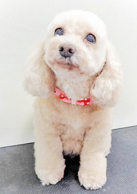 長谷ネネちゃん