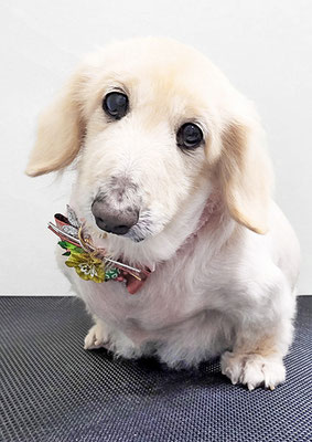 鳥越ハッピーちゃん