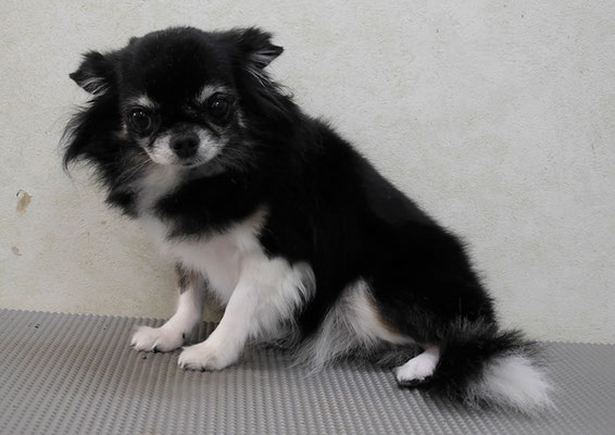 森崎クロちゃん