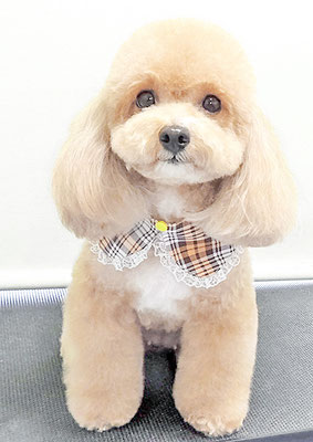 丸山小琴ちゃん