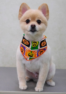 徳留クマちゃん