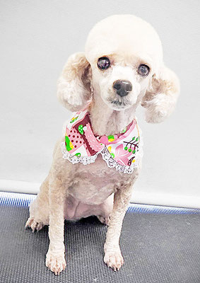 新留モコちゃん