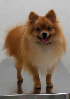 大井ポンタちゃん