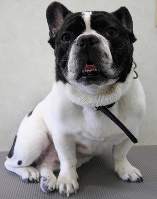 池田ゲンタちゃん