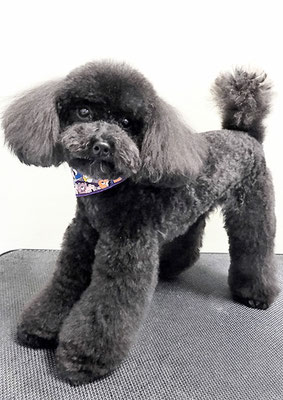 石田おはぎちゃん