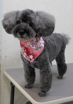 本渡プリンちゃん