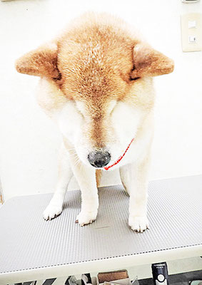 瀧川カルちゃん