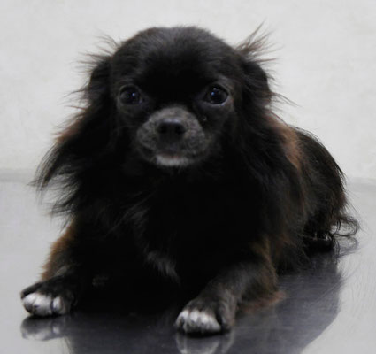 森崎シロちゃん