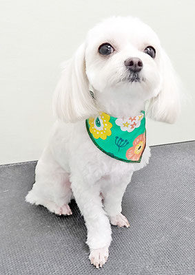 前原バニラちゃん