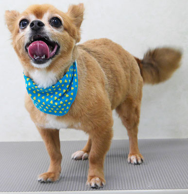 若松コロちゃん