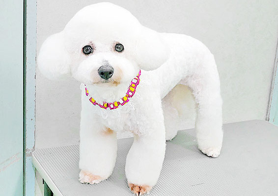 内田おもちちゃん