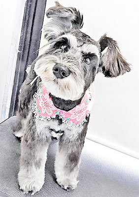 西留ここちゃん