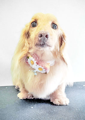 前薗パルちゃん