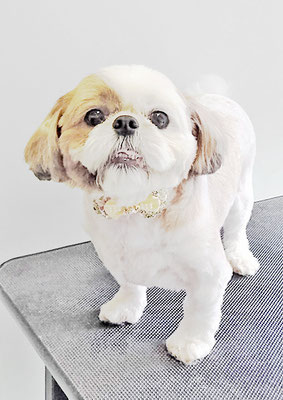 中川ココちゃん