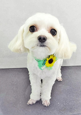 前原バニラちゃん