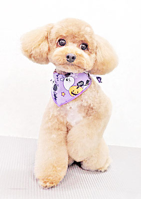 田淵マロンちゃん