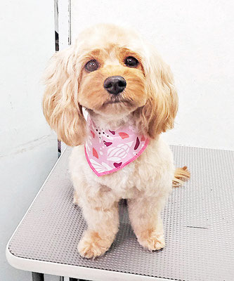 寺園ヴィヴィちゃん