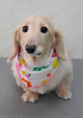 鳥越ハッピーちゃん