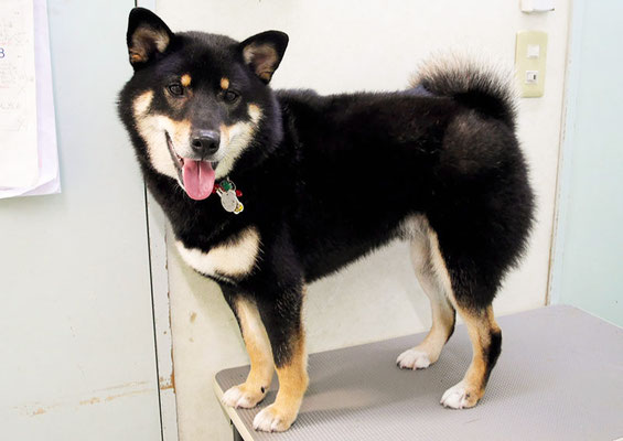 貴島ボタンちゃん