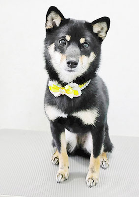 登あんこちゃん