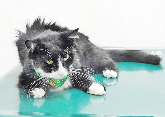 今村ばちょこちゃん