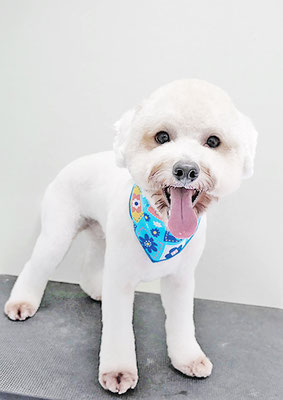 石元ぽちゃちゃん