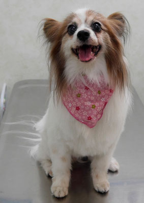 吉田パピちゃん