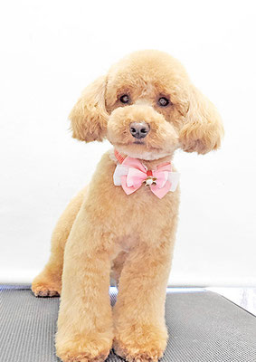 福島ベルちゃん