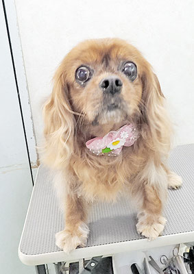 橋口ルビーちゃん