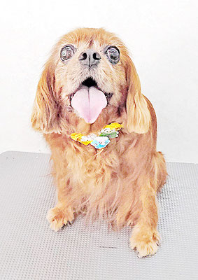 橋口ルビーちゃん