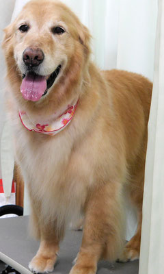 園田ファミレちゃん