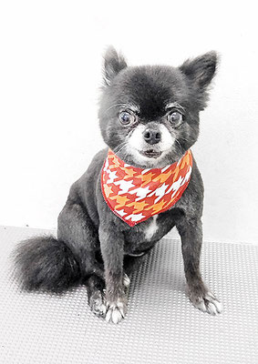 森崎シロちゃん