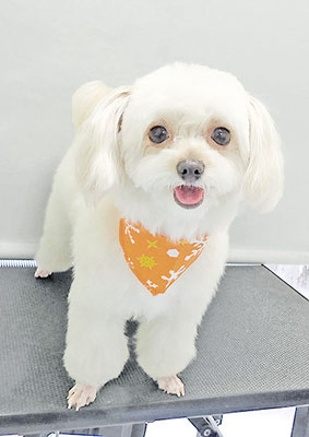 北田きなこちゃん