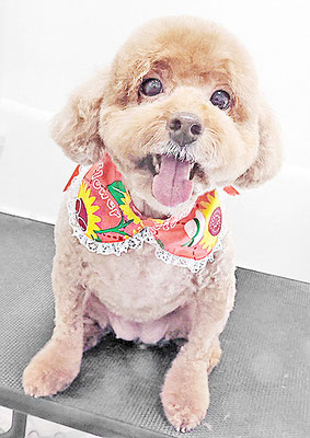 木村プリンちゃん