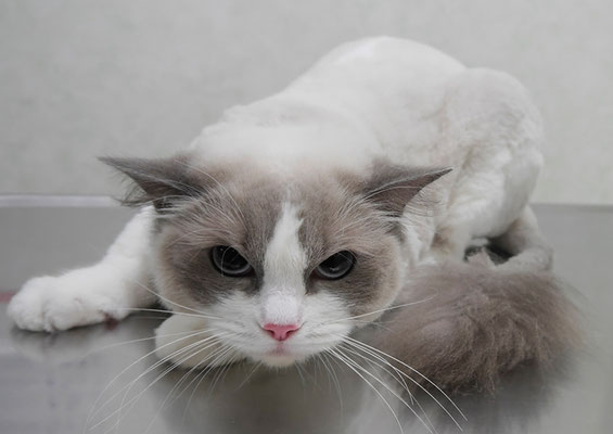 二反田ラテちゃん(カット後)