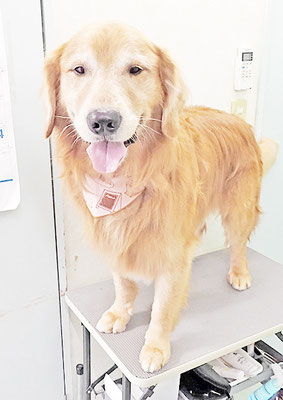 相星ソラちゃん