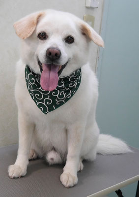 宮屋敷ボンタちゃん