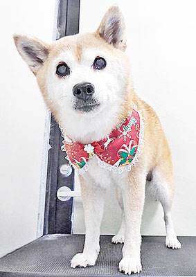 小田ハルちゃん