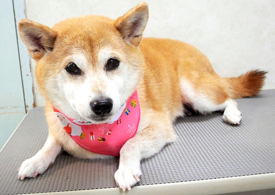 小田ハルちゃん