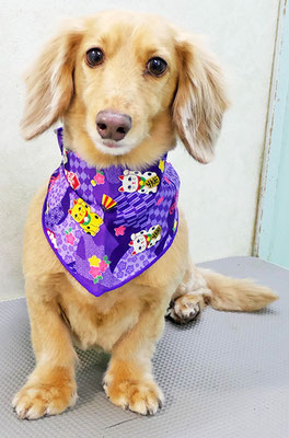 片山マルルちゃん