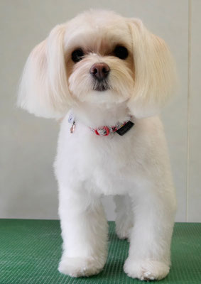 大脇ココアちゃん