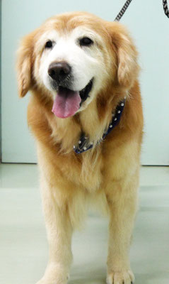 柏木ハクちゃん