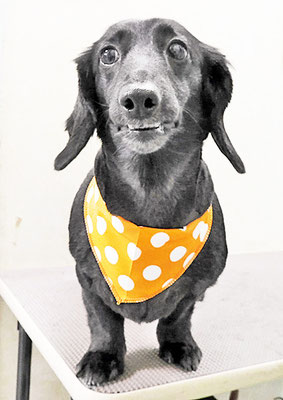 東メロンちゃん