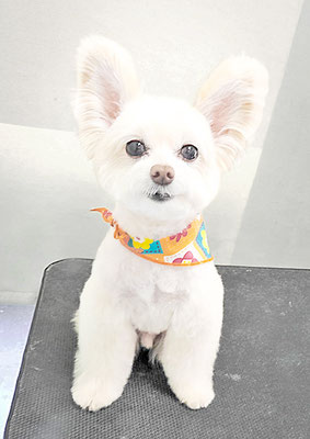 中村ココちゃん