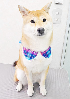 玖須ルビーちゃん