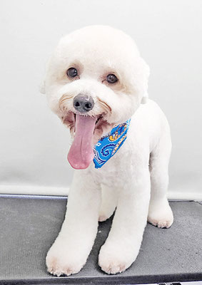 石元ポチャちゃん