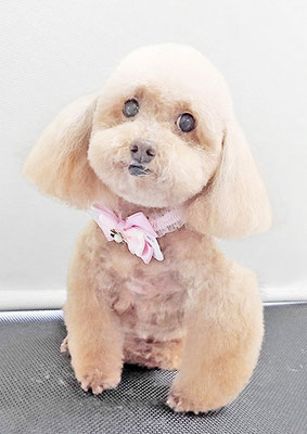 福田ダイアリーちゃん